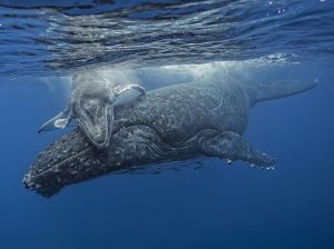 baleen-whale-humpback-tonga_87526_990x742