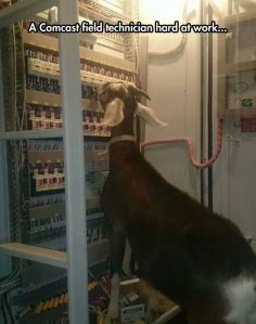 funny-goat-electric-panel-technician